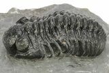 Phacopid (Adrisiops) Trilobite - Jbel Oudriss, Morocco #222408-2